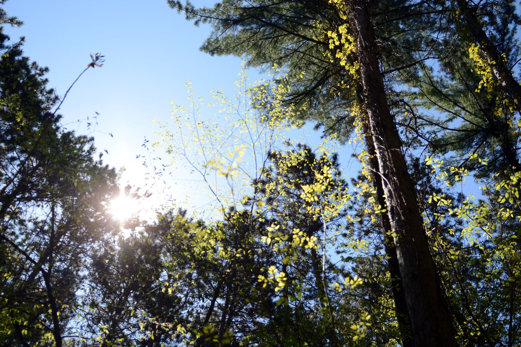 West Baraboo Village Forest